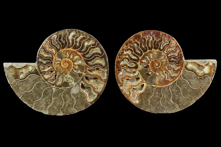 Bargain, Cut & Polished Ammonite Fossil - Madagascar #148059